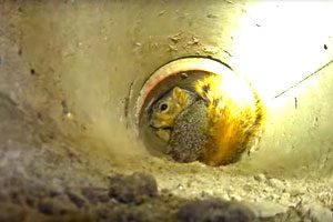 squirrel stuck inside of a drain pipe