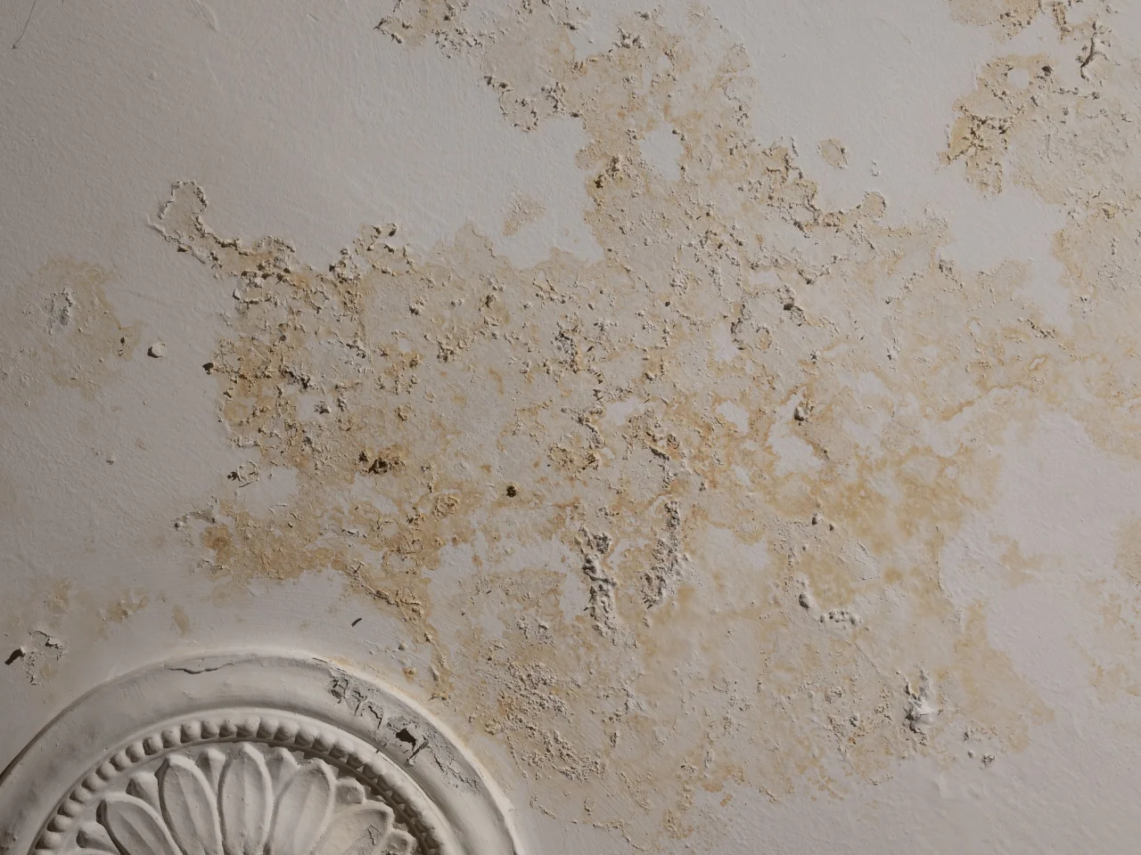 Peeling and discolored patches of damp and mold on a white ceiling, with part of an ornate plaster ceiling decoration visible in the lower left corner.