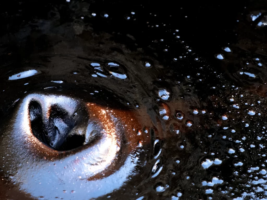 A close-up of a wet animal’s nose, likely a dog or a cow, partially submerged in water with bubbles and glistening reflections on the dark surface.